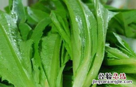 油麦菜可以生吃吗蘸酱 油麦菜可以生吃吗