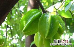 孕妇能吃杨桃吗孕中期 孕妇能吃杨桃吗