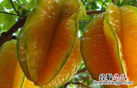 孕妇能吃杨桃吗孕中期 孕妇能吃杨桃吗