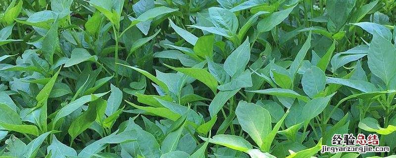 辣椒苗后用什么除草剂 辣椒苗多大可以喷草木灰水