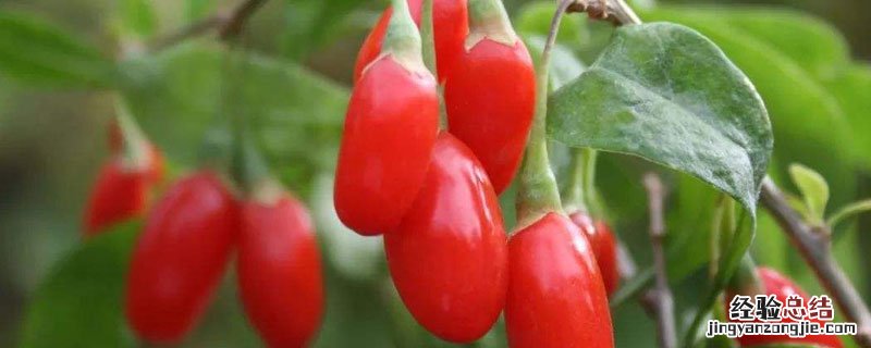 枸杞怎样种植 枸杞怎么种植方法