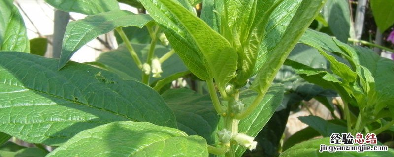 芝麻怎么种才能出好苗 如何在家种芝麻苗