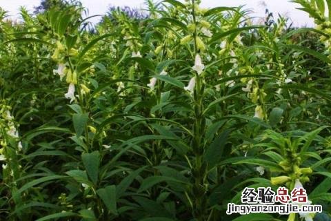 芝麻种植行距和株距 芝麻种植行距和株距视频