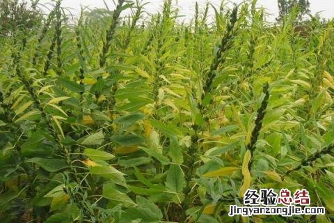 芝麻种植行距和株距 芝麻种植行距和株距视频