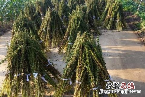 芝麻种植行距和株距 芝麻种植行距和株距视频