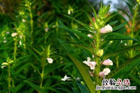 芝麻种植行距和株距 芝麻种植行距和株距视频