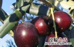 油橄榄果的功效与作用 油橄榄果的功效与作用及禁忌
