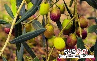 油橄榄果的功效与作用 油橄榄果的功效与作用及禁忌