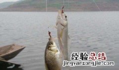 钓黑坑偷驴饵料配方 黑坑偷驴饵料配方