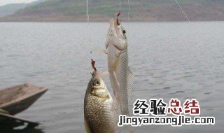 钓黑坑偷驴饵料配方 黑坑偷驴饵料配方