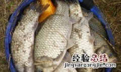 不空军的饵料怎么搭配 不空军配什么饵最好