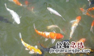 自制浮漂材料怎么买到 自制浮漂材料怎么买