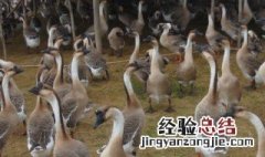 马岗种鹅养殖技术要点 马岗鹅棚鹅养殖技术