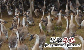 马岗种鹅养殖技术要点 马岗鹅棚鹅养殖技术