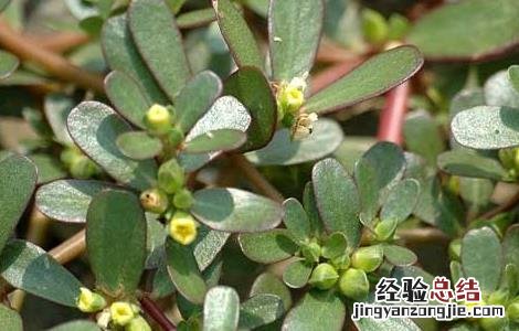 马齿苋孕妇可以吃马齿苋吗 马齿苋孕妇可以吃吗