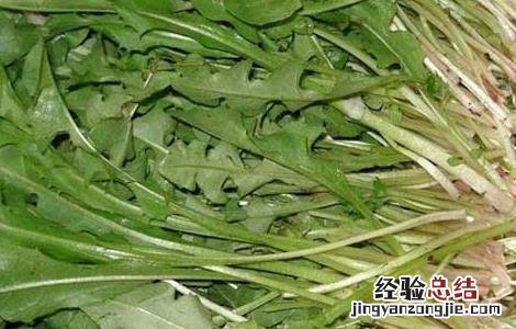 蒲公英水能长期喝吗百度百科 蒲公英水能长期喝吗
