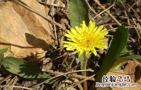 蒲公英水能长期喝吗百度百科 蒲公英水能长期喝吗