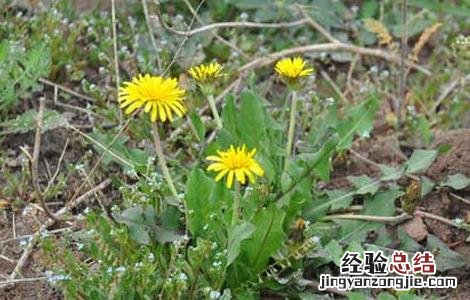 蒲公英水能长期喝吗百度百科 蒲公英水能长期喝吗