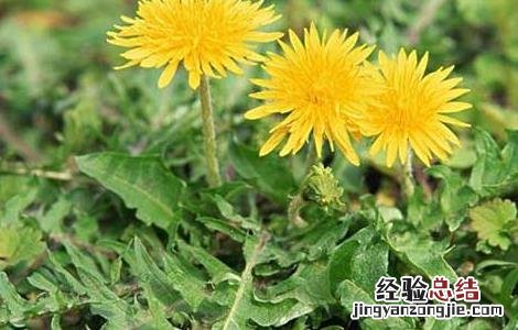 蒲公英水能长期喝吗百度百科 蒲公英水能长期喝吗