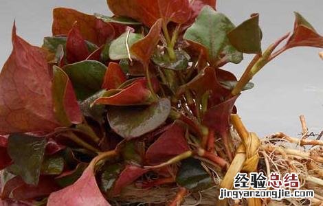 鱼腥草什么人不能吃 复方鱼腥草什么人不能吃