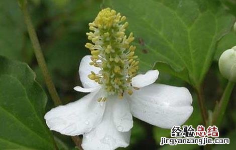 鱼腥草什么人不能吃 复方鱼腥草什么人不能吃