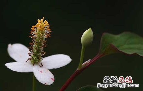 鱼腥草什么人不能吃 复方鱼腥草什么人不能吃