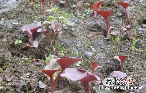 鱼腥草什么人不能吃 复方鱼腥草什么人不能吃