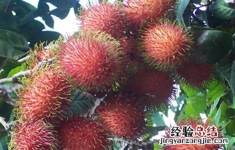 红毛丹孕妇可以吃吗 孕妇可以吃红毛丹吗?