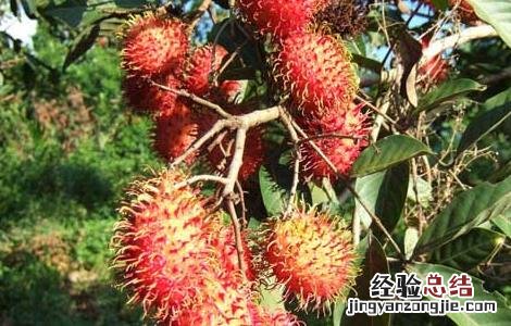 红毛丹孕妇可以吃吗 孕妇可以吃红毛丹吗?