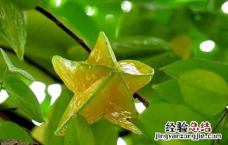 杨桃不能和什么一起吃/同吃 杨桃不能和什么一起吃
