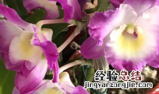 石斛兰花的花语是什么 石斛兰的花语是什么