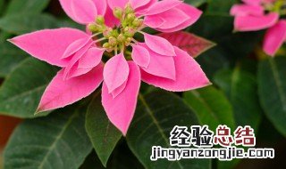 一品红的花语是什么 白色一品红花语