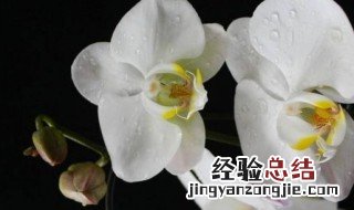 白色蝴蝶兰花语是什么