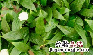 白掌的花语是什么意思 白掌的花语是什么