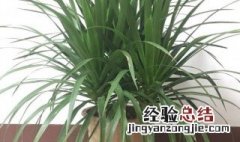 铁树应该摆放在什么位置 龙铁树禁忌摆放位置