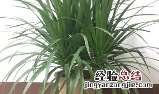 铁树应该摆放在什么位置 龙铁树禁忌摆放位置