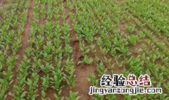中油油桃现在用什么肥 油桃施什么肥最好