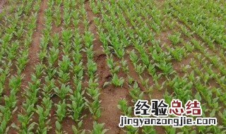 中油油桃现在用什么肥 油桃施什么肥最好