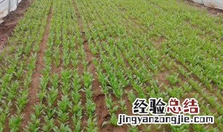 冬季给小麦打除草剂气温多少合适 小麦春季打灭草剂对气温的要求