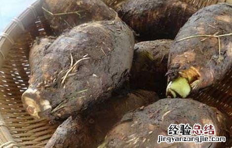 孕妇可以吃芋头吗 孕妇可以吃芋头吗孕晚期