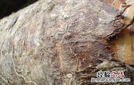 孕妇可以吃芋头吗 孕妇可以吃芋头吗孕晚期