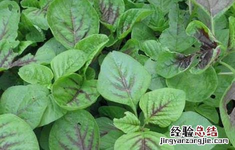 苋菜不能和什么一起吃 与苋菜相克食物大全 苋菜不能和什么一起吃