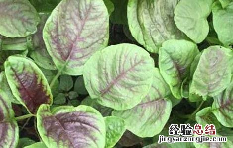 苋菜不能和什么一起吃 与苋菜相克食物大全 苋菜不能和什么一起吃