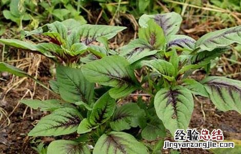 苋菜不能和什么一起吃 与苋菜相克食物大全 苋菜不能和什么一起吃