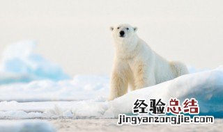 熊的英文怎么读 泰迪熊的英文怎么读