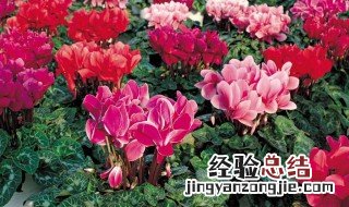 仙客来花谢了怎么处理 花谢后种球如何保存