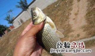 5号伊势尼鱼钩能钓多大的鱼 伊势尼五号鱼钩能钓多大的鱼