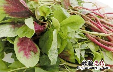 苋菜可以直接吃吗 苋菜能不能生吃