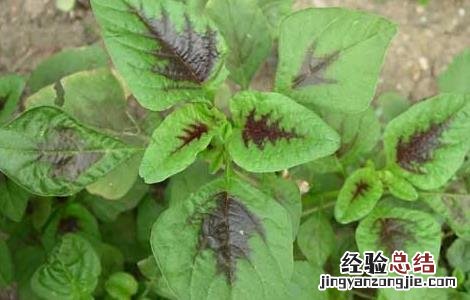 苋菜可以直接吃吗 苋菜能不能生吃