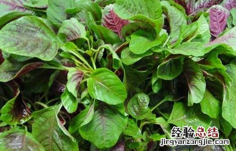 苋菜可以直接吃吗 苋菜能不能生吃